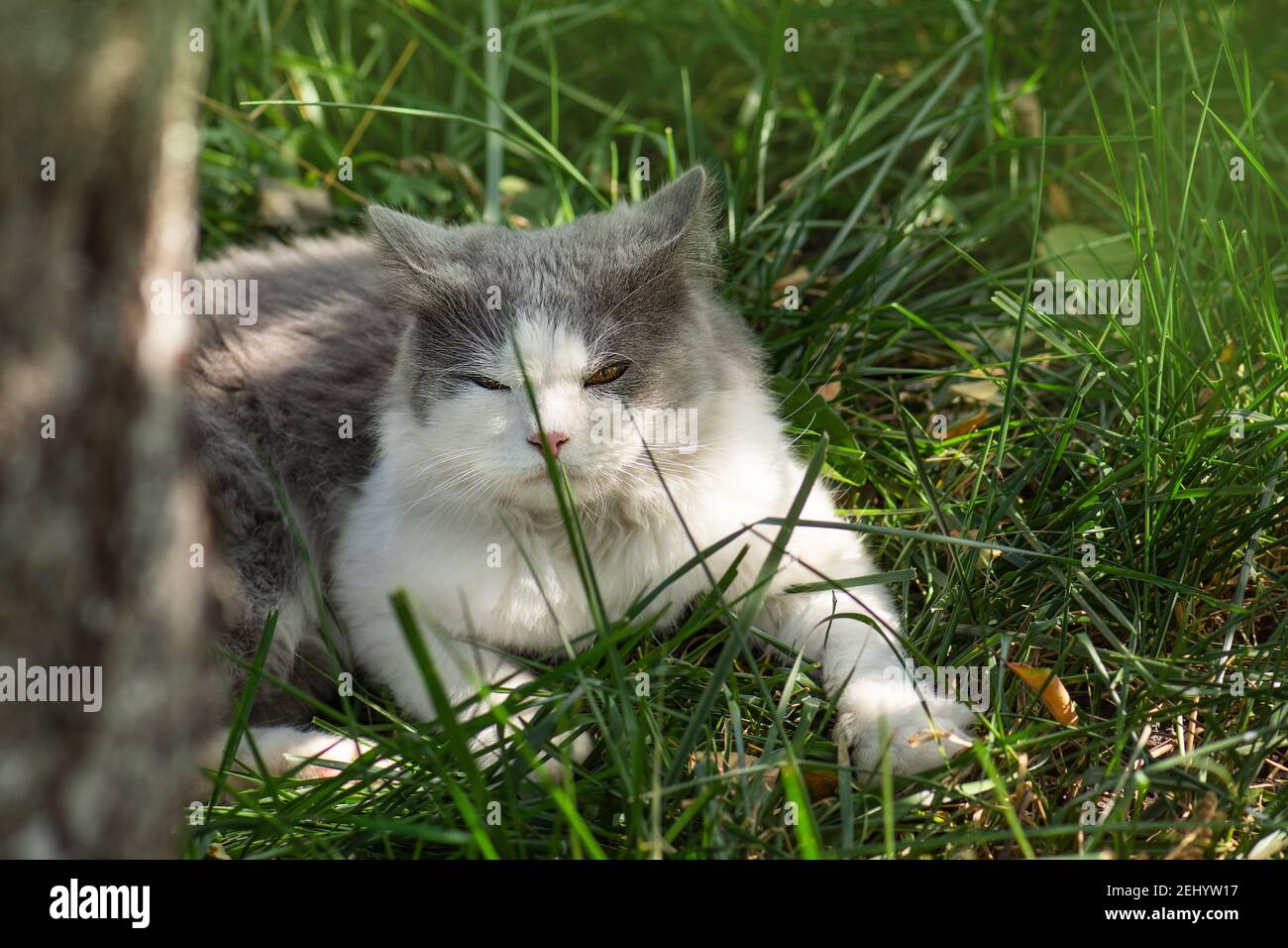 Katze katzenminze bett Fotos und Bildmaterial in hoher Auflösung Alamy