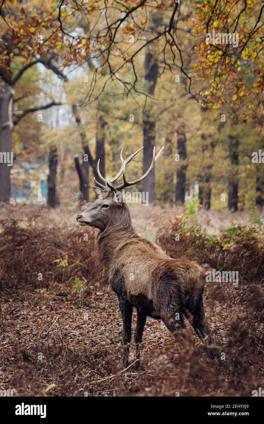 Reh im Richmond Park, London Stockfoto