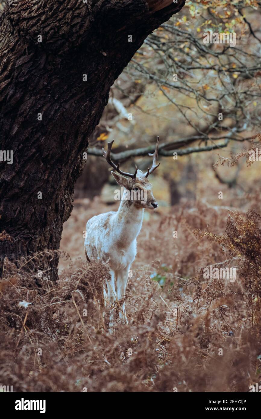 Reh im Richmond Park, London Stockfoto