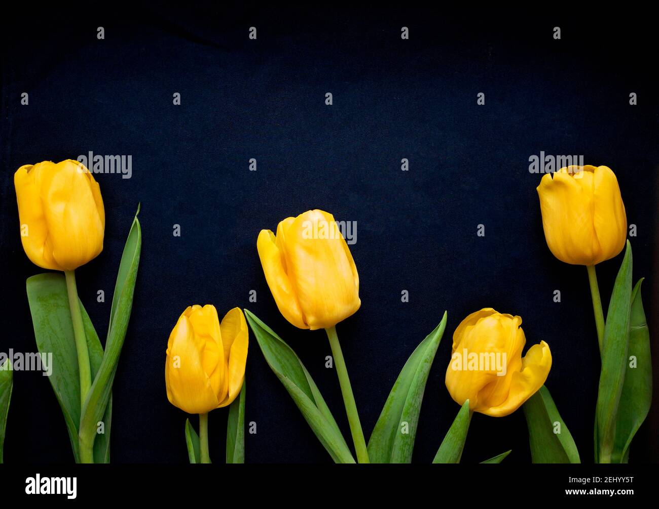 Blumenzusammensetzung. Rahmen aus gelben Tulpen auf blauem Hintergrund. Valentinstag, Muttertag und Frauen Tag Konzept. Flach liegend, Draufsicht. Stockfoto
