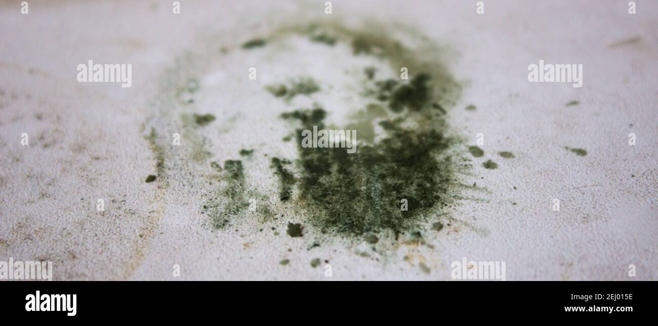Grüne Flecken von Schimmel und schmutzige, schimmelige Oberfläche auf weißem Hintergrund. Weicher Fokus. Stockfoto