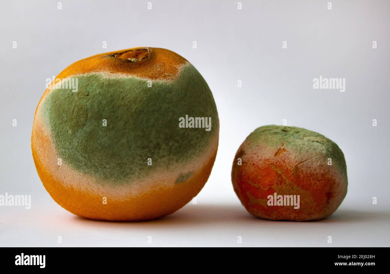 Rotten Orange und Mandarine mit Schimmel auf hellem Hintergrund, Nahaufnahme. Hässliches Essen konsept abgelaufene Früchte. Stockfoto