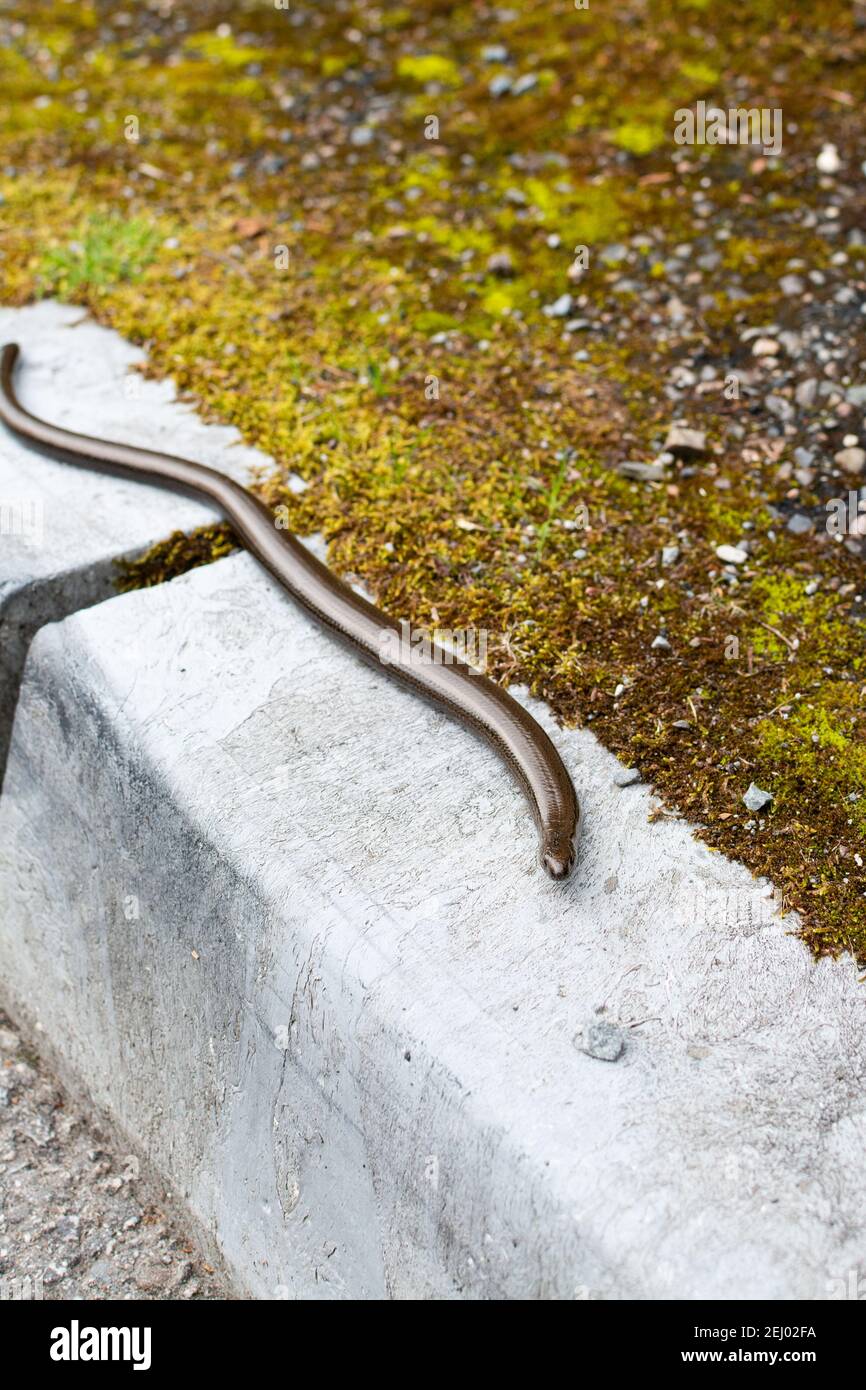 Slow Worm (Anguis fragilis) auf dem Bürgersteig in Kinlochleven Village, Lochaber, Schottland, Großbritannien Stockfoto