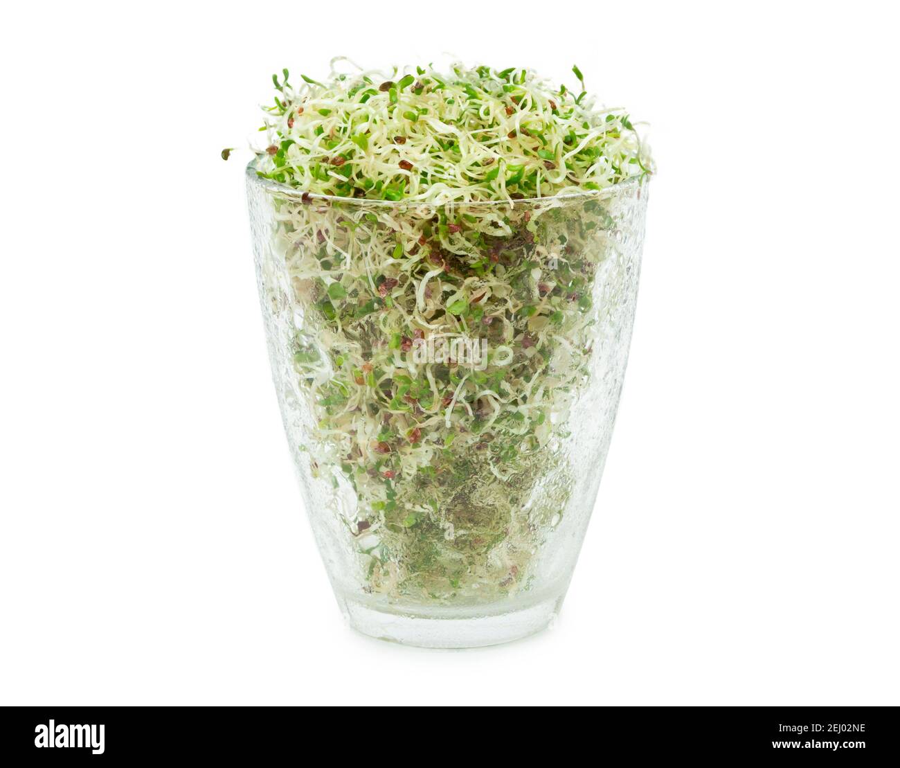 Bio junge Luzerne sprießt in einem Glas auf weißem Hintergrund. Bio-Lebensmittel. Nahaufnahme mit Beschneidungspfad Stockfoto