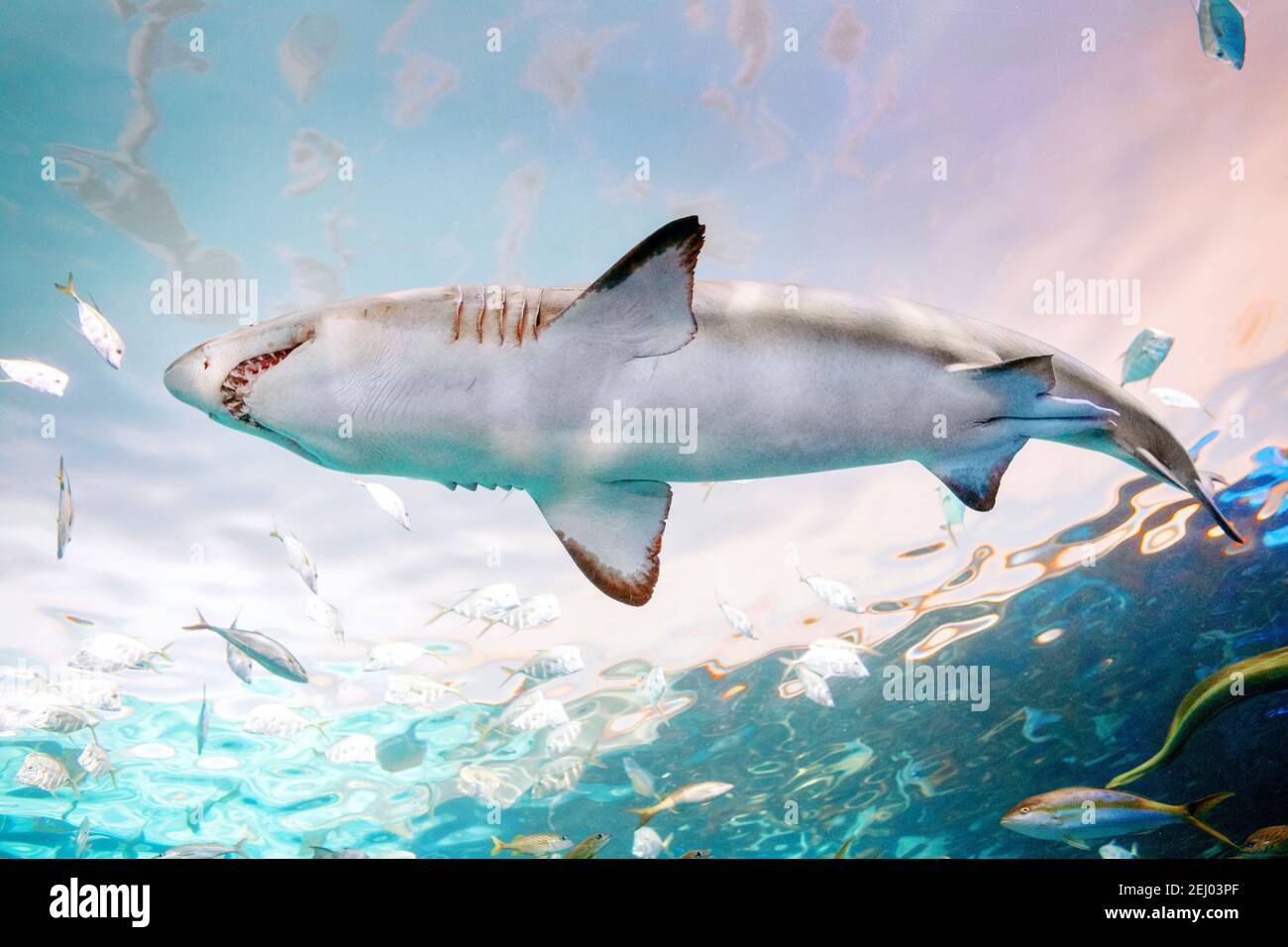 Riesiger Gruselhai mit großen Zähnen Mund unter Wasser im Aquarium. Meer Meer marine Tierwelt Raubtier gefährliche Tiere schwimmen in blauem Wasser. Unter Wasser Stockfoto