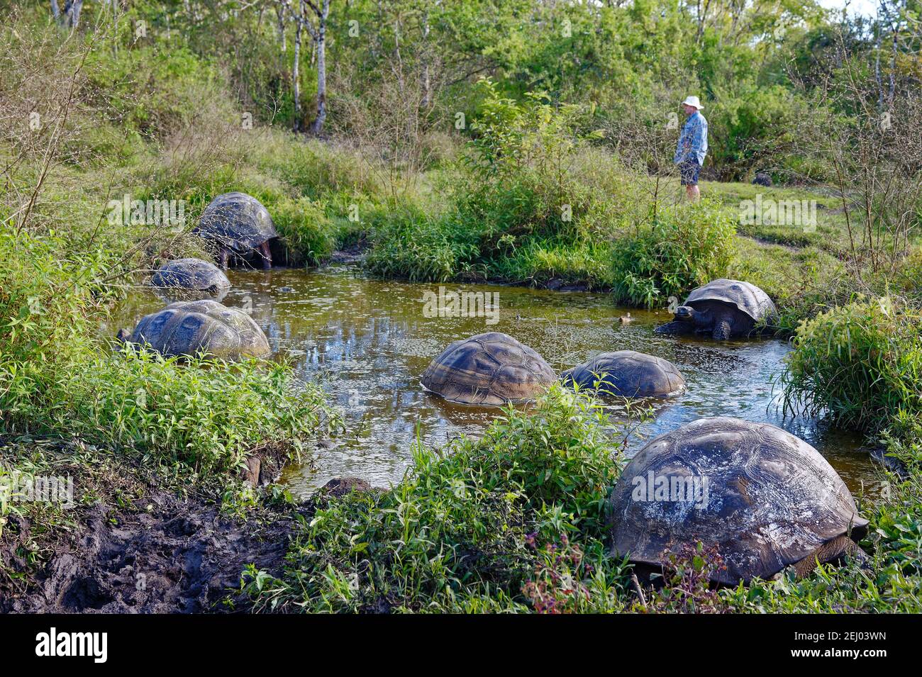 Galapagos Riesenschildkröten, Gruppe, Teich, Tierwelt, große Reptilien, Tier, pflanzenfresser, langlebig, Wasser, Mann, Chelonoidis nigra, Südamerika, Galapag Stockfoto