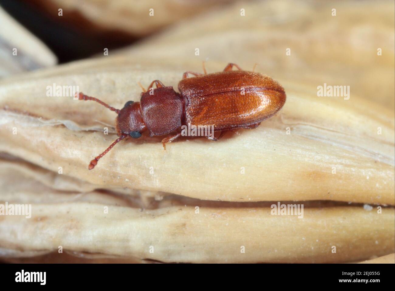 Der Fremdkornkäfer (Ahasverus advena) ist eine Käferart aus der Familie der Silvanidae. Es ist verwandt mit dem Sägezahnkäfer. Der Käfer Stockfoto