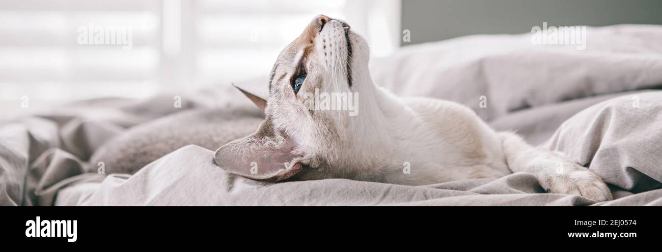 Schöne blauäugige orientalische Rasse Katze liegend auf dem Bett zu Hause nach oben schauen. Flauschige behaarte Haustier mit blauen Augen zu Hause entspannen. Bezaubernd Stockfoto