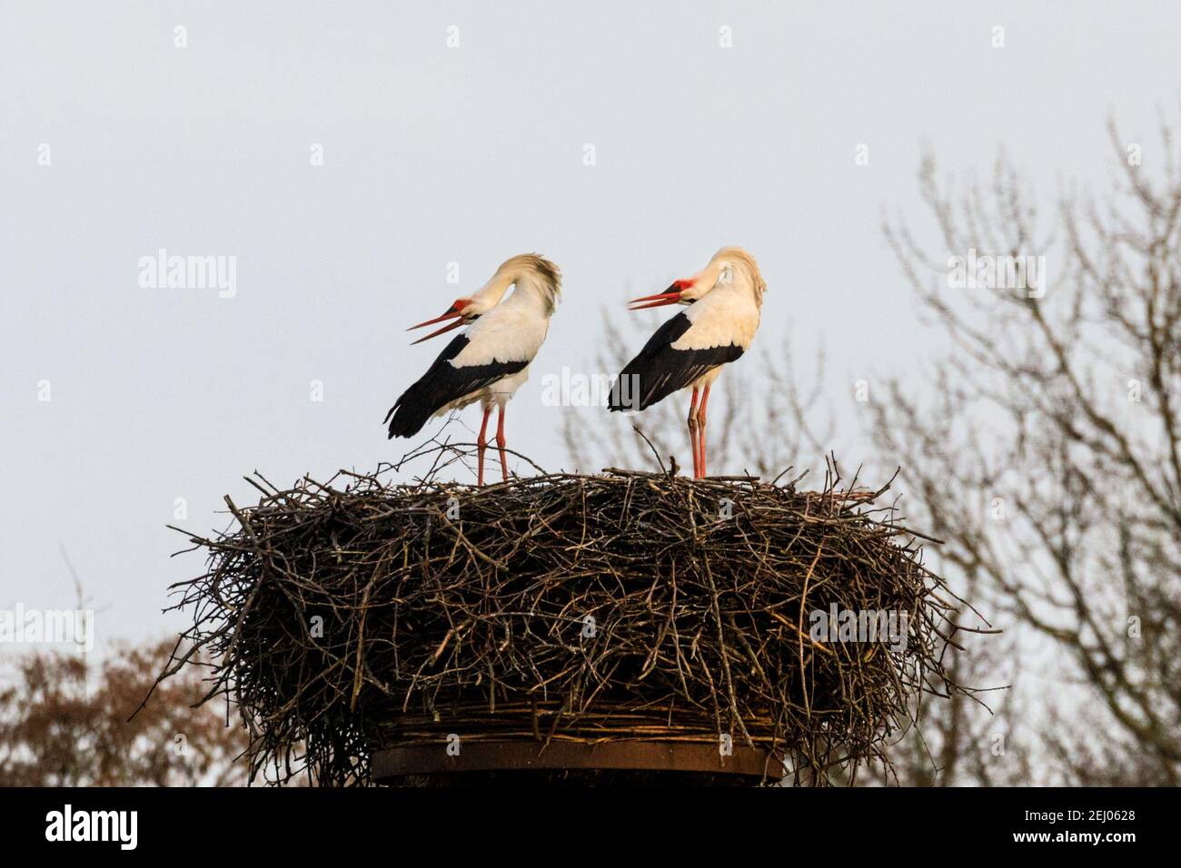 Dülmen, NRW, Deutschland, 20th. Februar 2021. Zwei amoröse Weißstörche, die in der europäischen Folklore oft mit "Babies bringen" assoziiert werden, beugen ihre Köpfe nach hinten und klatschen laut auf ihre Rechnungen, ein umwerfendes Ritual. Erste Anzeichen des Frühlings kommen, da ein Paar Weißstörche (Ciconia ciconia) diese Woche von der Überwinterung in Afrika zurückgekehrt sind, um Nester zu finden und sich zu paaren. Die Zugvögel sind monogam und kehren oft viele Jahre lang zum gleichen Brutplatz zurück wie ein Paar. Dieses Paar wurde beringt, um ihre jährliche Migration zu verfolgen. Stockfoto