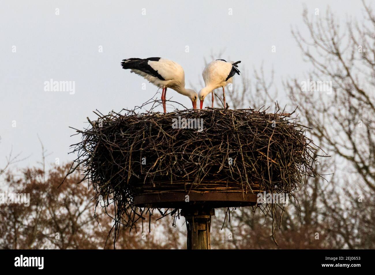 Dülmen, NRW, Deutschland, 20th. Februar 2021. Zwei amoröse Weißstörche, die in der europäischen Folklore oft mit "Baby bringen" assoziiert werden, stehen in ihrem nächsten zusammen. Erste Anzeichen des Frühlings kommen, da ein Paar Weißstörche (Ciconia ciconia) diese Woche von der Überwinterung in Afrika zurückgekehrt sind, um Nester zu finden und sich zu paaren. Die Zugvögel sind monogam und kehren oft viele Jahre lang zum gleichen Brutplatz zurück wie ein Paar. Dieses Paar wurde beringt, um ihre jährliche Migration zu verfolgen. Stockfoto