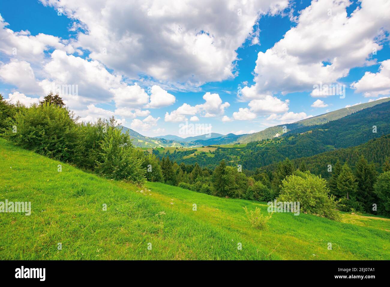 Sommerlandschaft in den karpaten. Schöne Naturlandschaft mit Bäumen auf der Wiese. Flauschige Wolken am hellblauen Himmel. Wunderbare tr Stockfoto