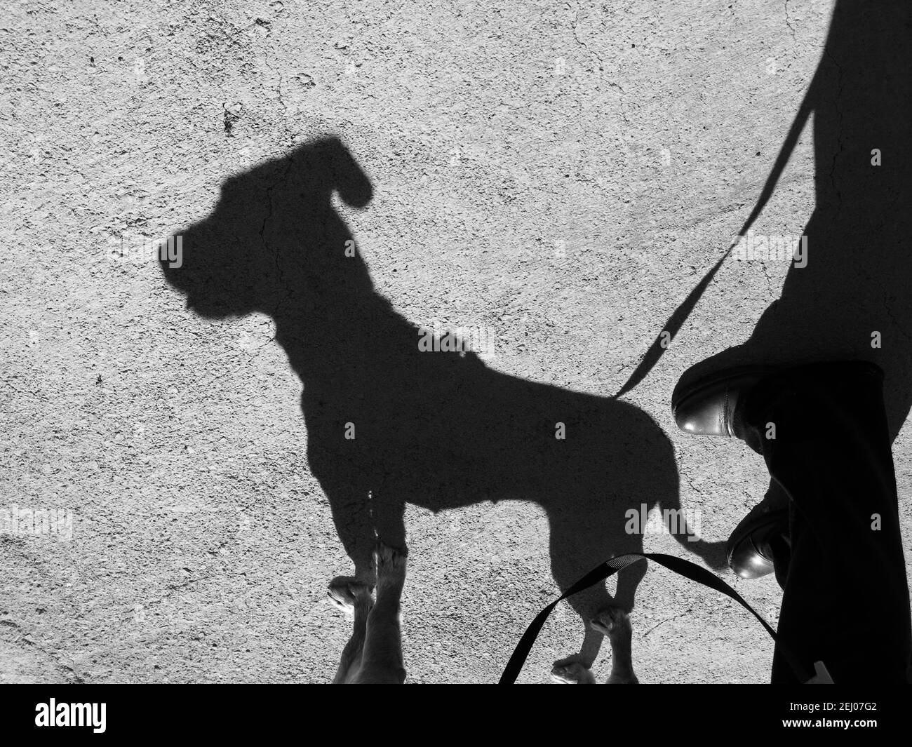 Der Schatten eines kleinen Hundes auf dem Betonboden. Konzept: PET Walk. Stockfoto