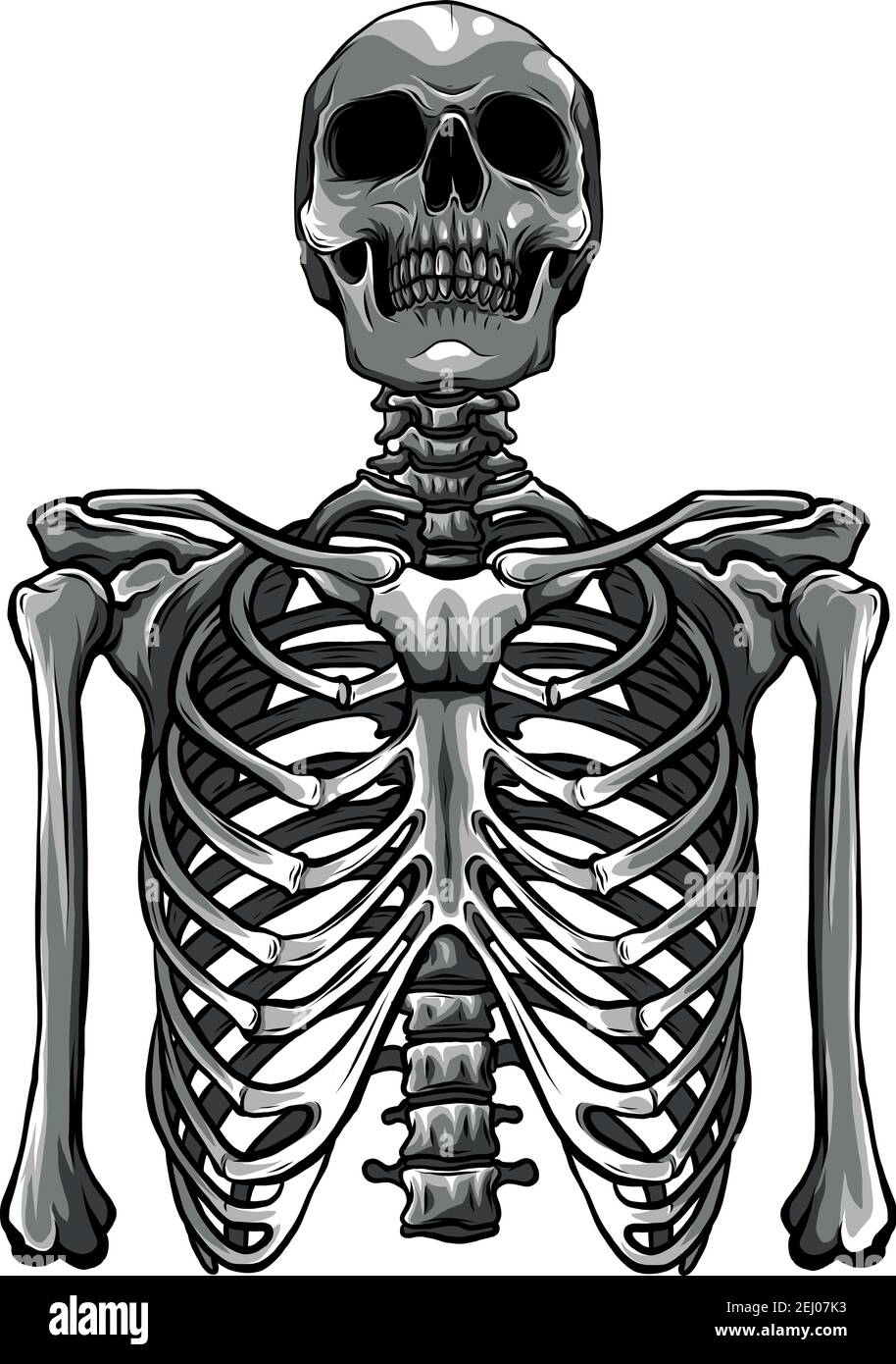 Menschliches Skelett posiert isoliert auf weißem Hintergrund Vektor-Illustration Stock Vektor