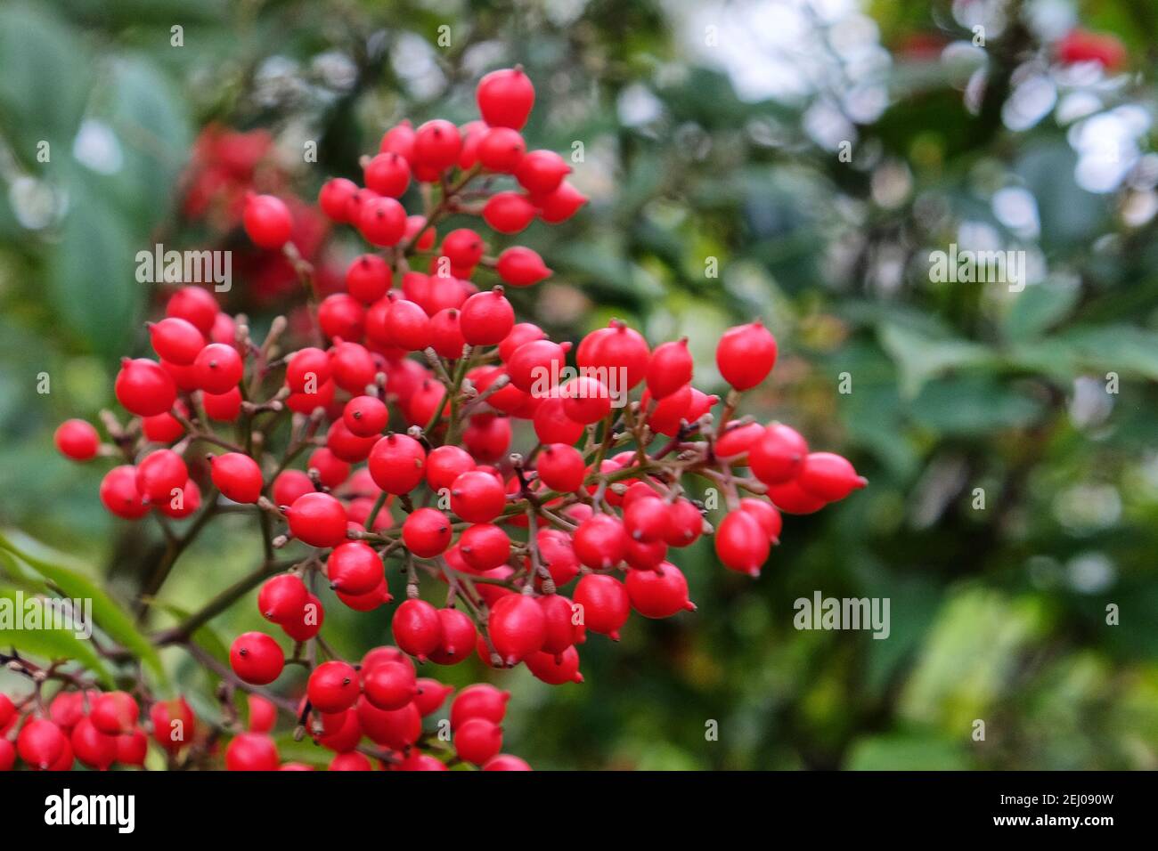 Rote Beeren des himmlischen Bambus (Nandina Stockfotografie - Alamy