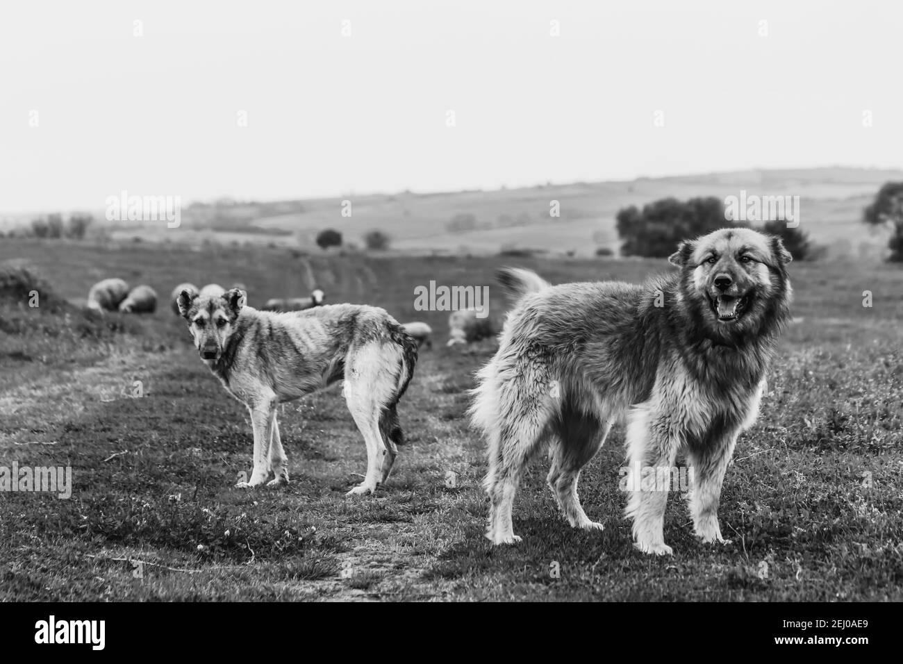 Zwei Hunde nebeneinander, einer schwach, ein Fett. Stockfoto