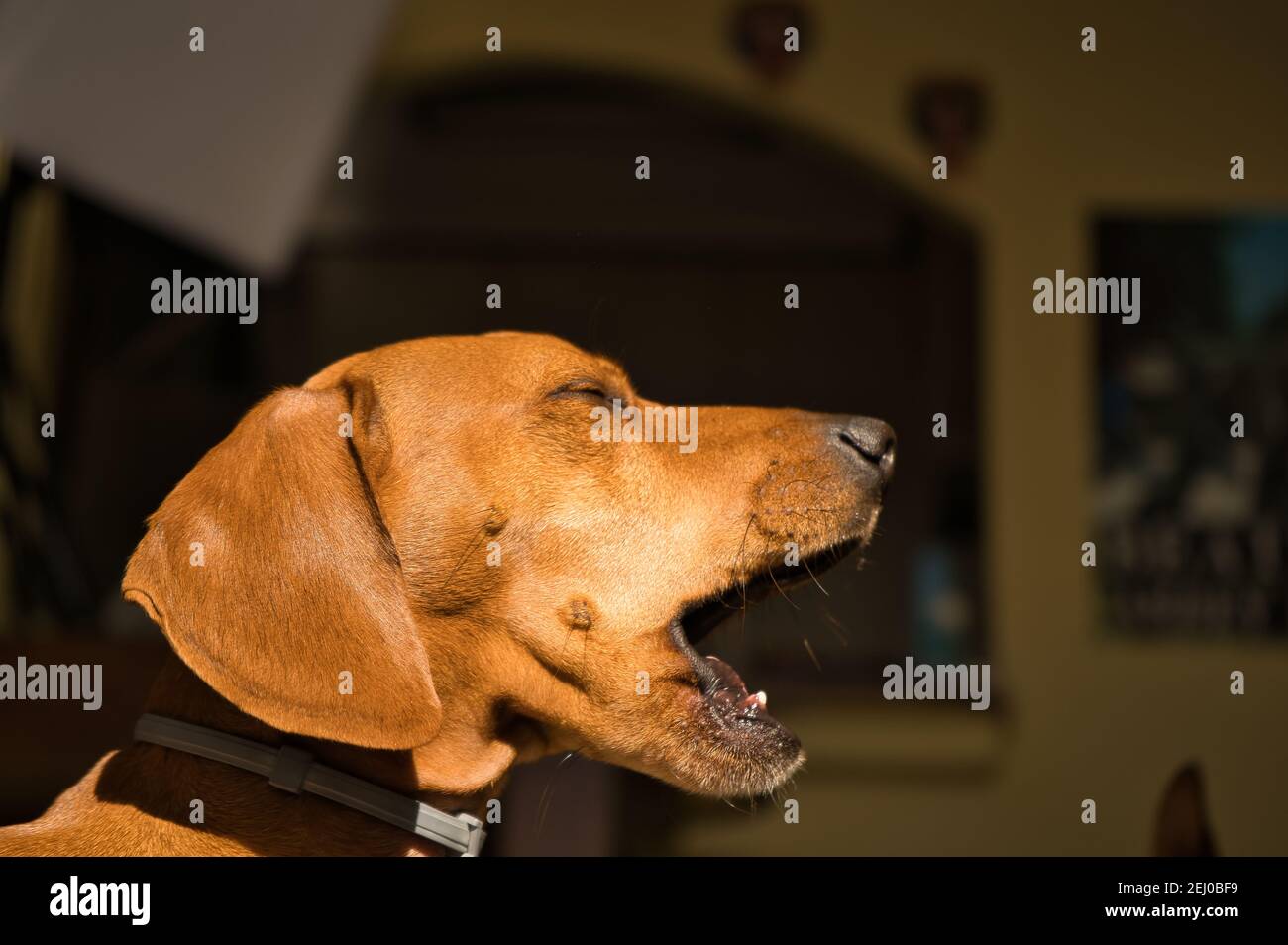 Schöner reinrassige Dackel Hund, auch Dackel, Wiener Hund oder Wursthund genannt, in einem gähnenden Hundebett. Hund Stockfoto