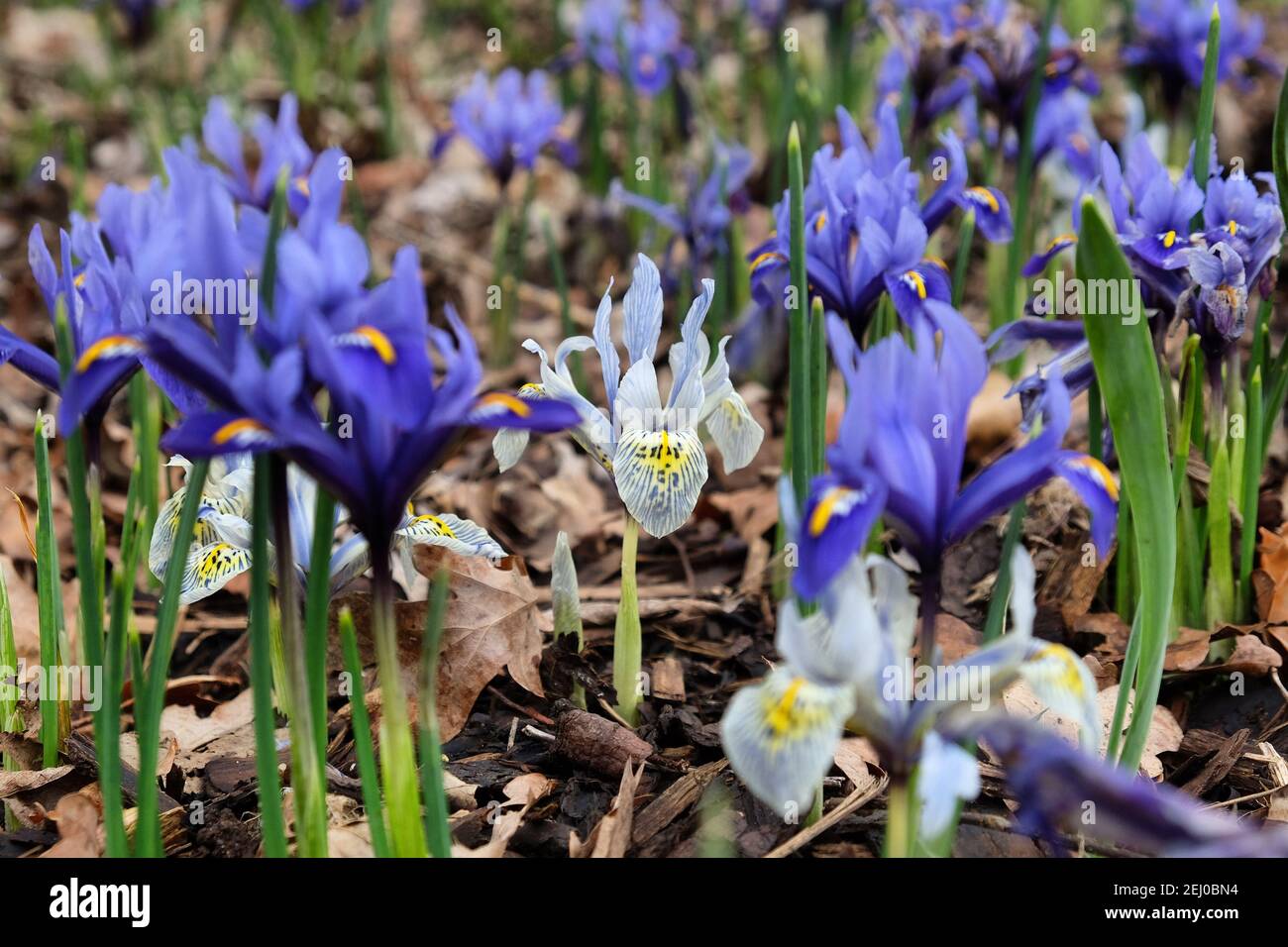 Iris 'Eye Catcher' reticulata in Blüte Stockfoto
