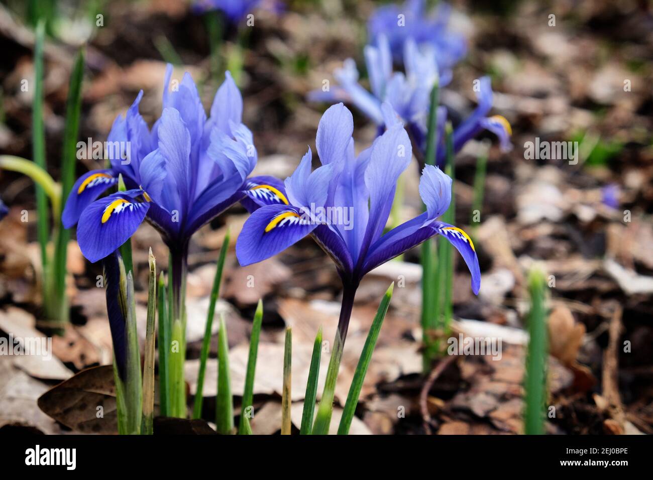 Iris 'Eye Catcher' reticulata in Blüte Stockfoto