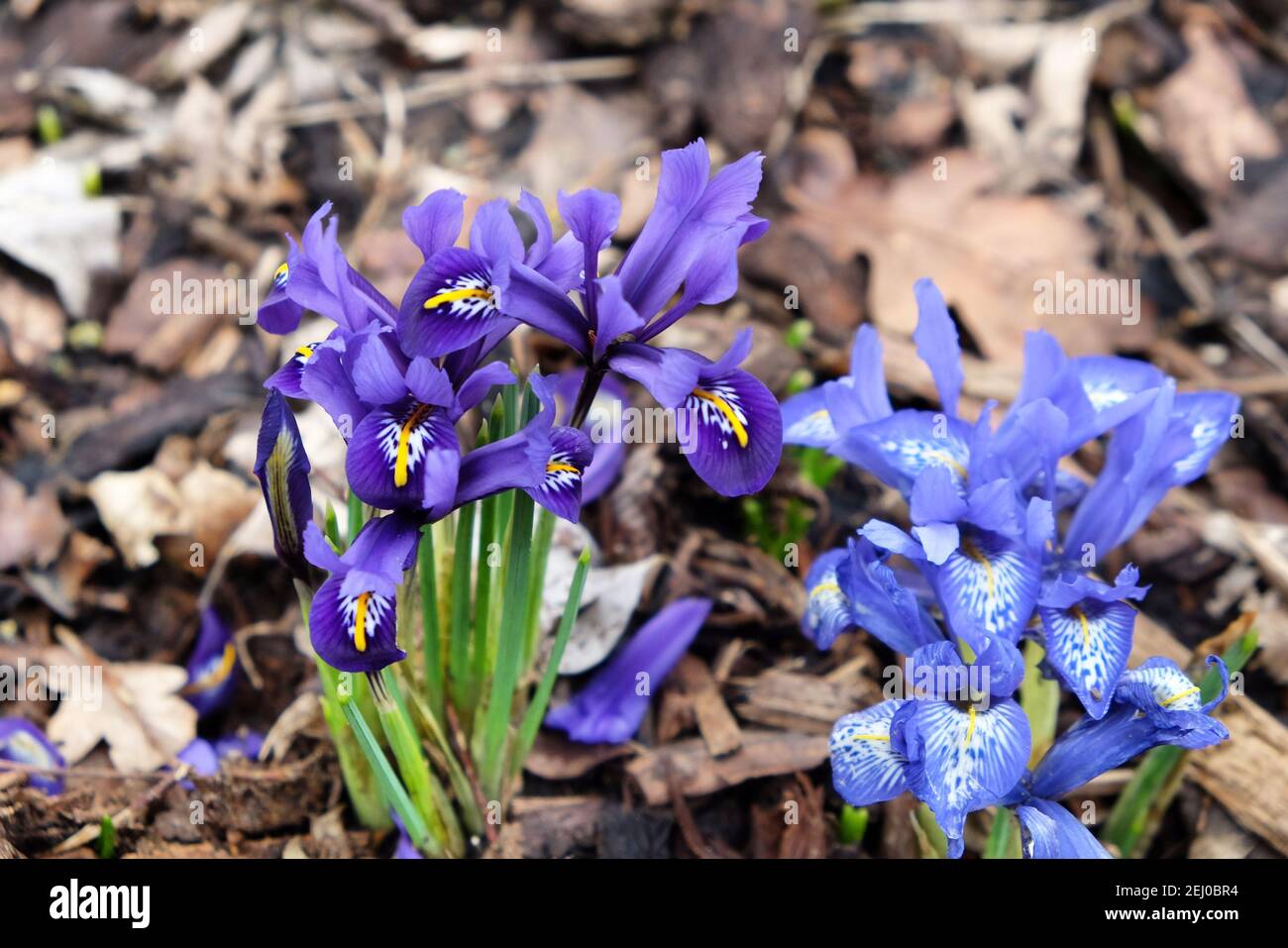 Iris 'Eye Catcher' reticulata in Blüte Stockfoto