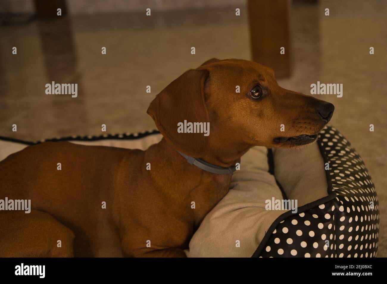 Schöner reinrassiger Dackel-Hund, auch Dackel, Wiener Hund oder Wursthund genannt, auf einem Hundebett mit Blick auf die Kamera. Hund Stockfoto
