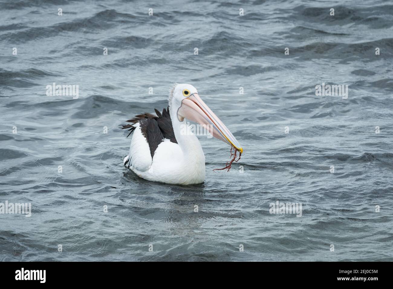 Australischer Pelikan (Pelecanus implicillatus), Port Macquarie, New South Wales, Australien. Stockfoto