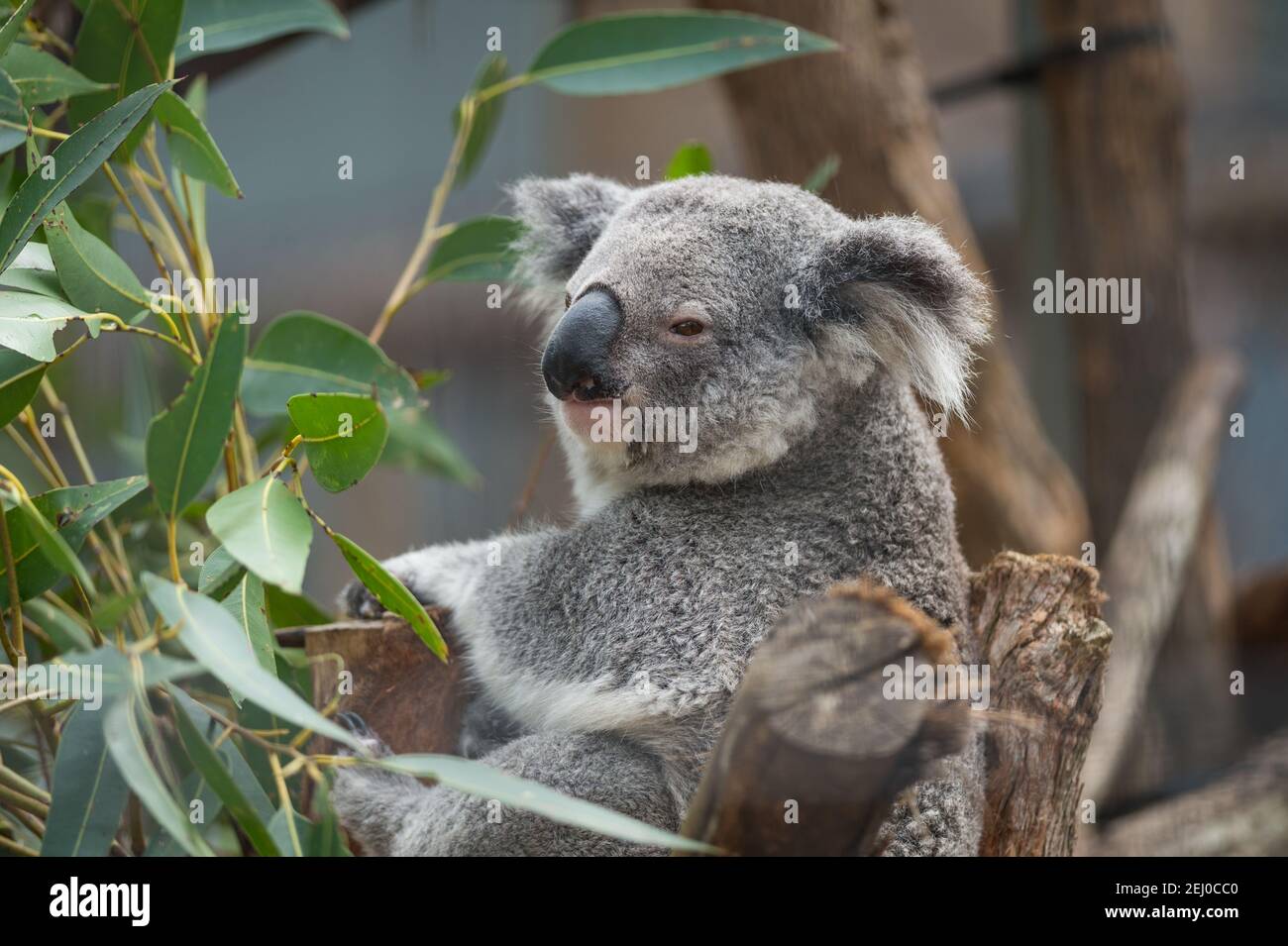 Koalas im Koala Hospital in Port Macquarie, New South Wales, Australien. Stockfoto