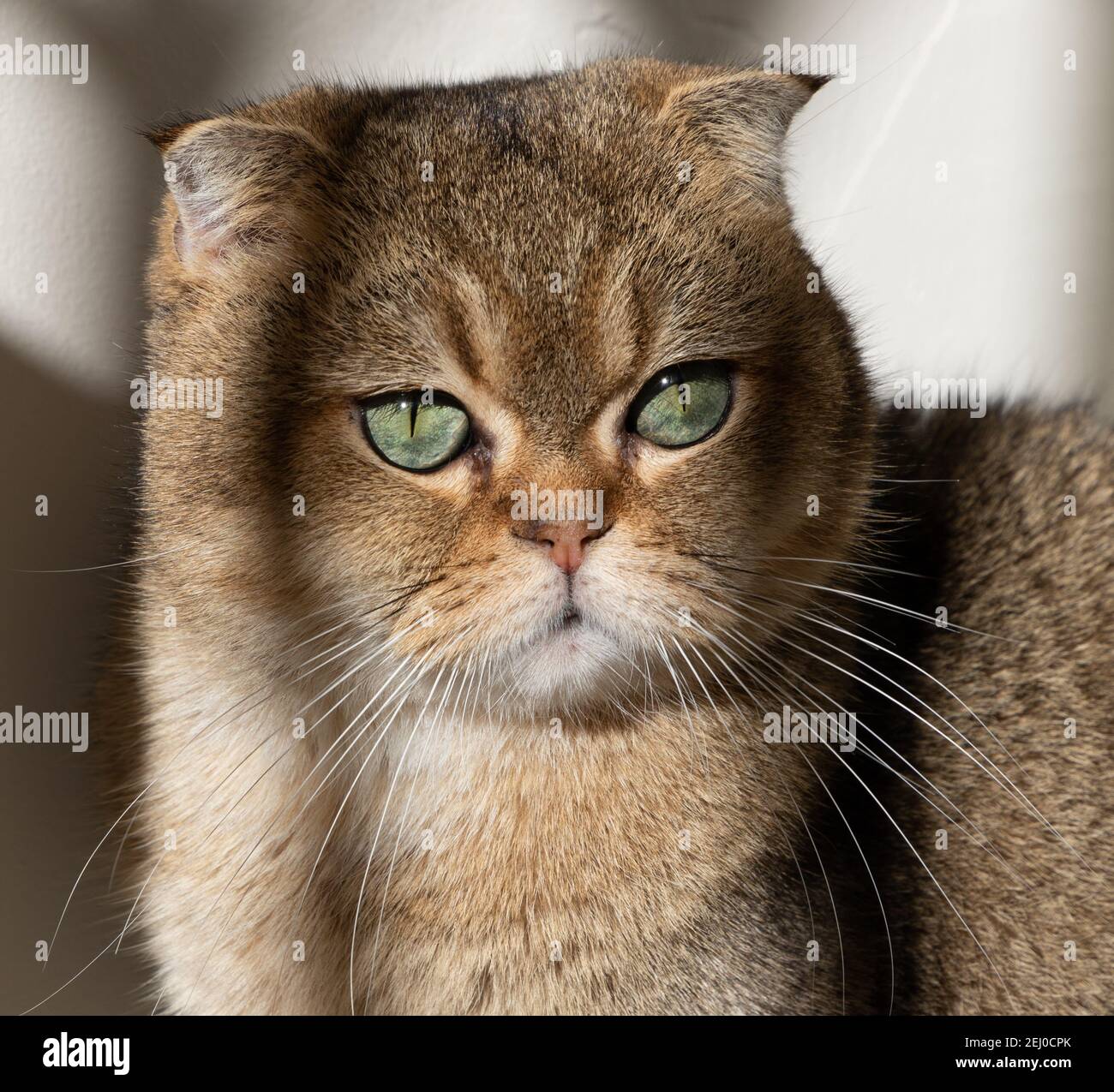 goldene schottische Faltenkatze mit grünen Augen Stockfoto