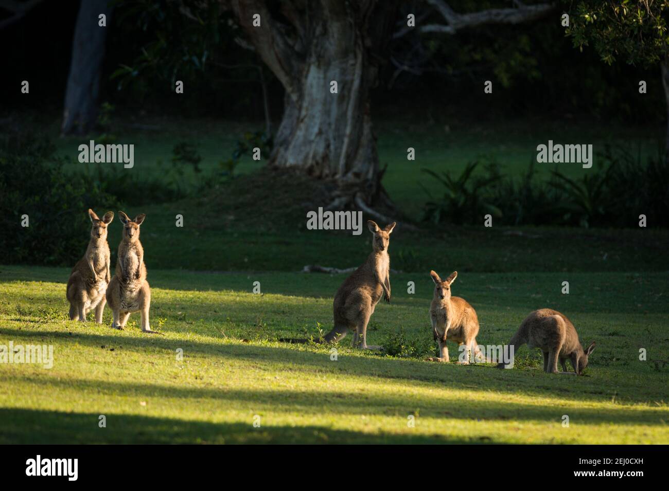 Östliches graues Känguru (Macropus giganteus) (oder graues oder foresternes Känguru), Little Bay, Arakoon National Park, New South Wales, Australien. Stockfoto