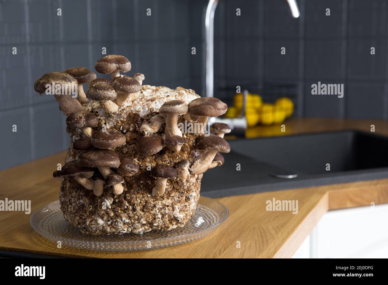 Shiitake Pilze, Lentinula edodes Anbaukit in der Wohnküche Zähler durch  Waschbecken, Fungikultur. Spaß Hobby Anbau von Lebensmitteln in zu Hause  Stockfotografie - Alamy
