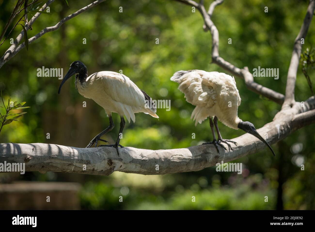 Australian White Ibis (Threskiornis molucca), Royal Botanic Garden, Sydney, New South Wales, Australien. Stockfoto