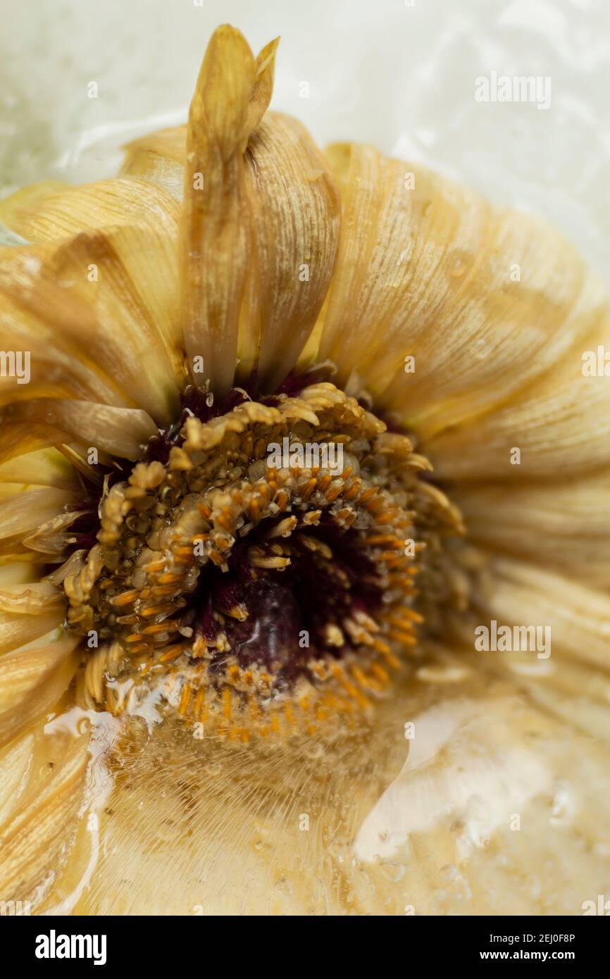 WA19253-00...WASHINGTON - Gerbera im gefrorenen Wasser fotografiert mit einem Lensbaby Velvet 85. Stockfoto