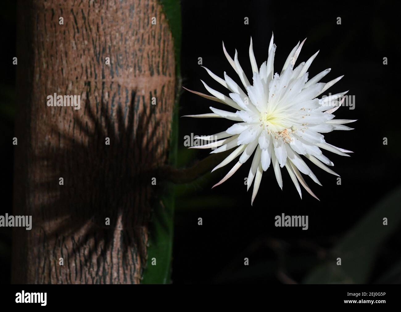 Der seltene Amazonas-Kaktus, der Moonflower genannt wird, blüht im Botanischen Garten der Universität Cambridge, weil Botaniker glauben, dass er das erste Mal in Großbritannien ist. Experten hielten die ganze Woche über eine Nachtwache, damit sie die Blüte von Selenicereus wittii nicht vermissten - ein Ereignis, das bei Sonnenuntergang beginnt und durch Sonnenaufgang vorbei ist. Die Mondblume blühte tatsächlich früher am Samstagnachmittag um etwa 3pm, und der Garten sagte, es sei 28cm lang. Bilddatum: Samstag, 20. Februar 2021. Stockfoto