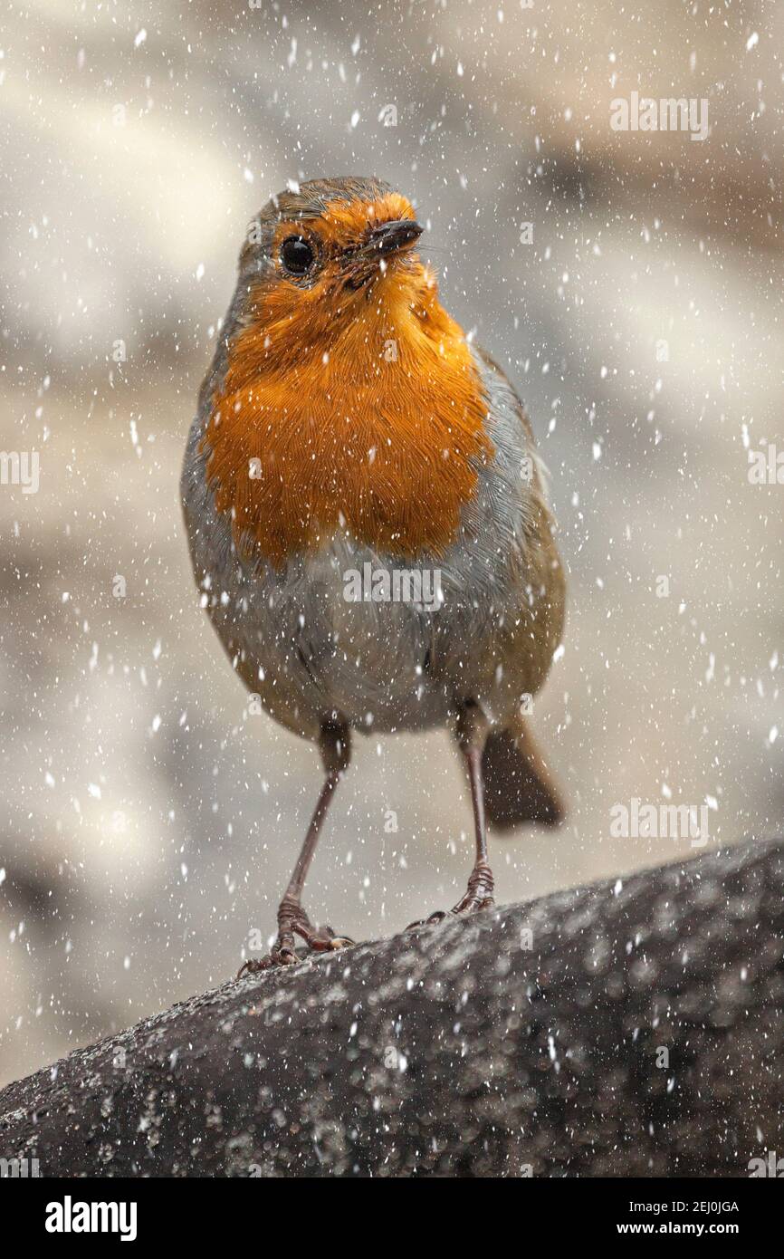 Nahaufnahme eines Rotkehlchens (Erithacus rötella) Bei Schneefall Stockfoto