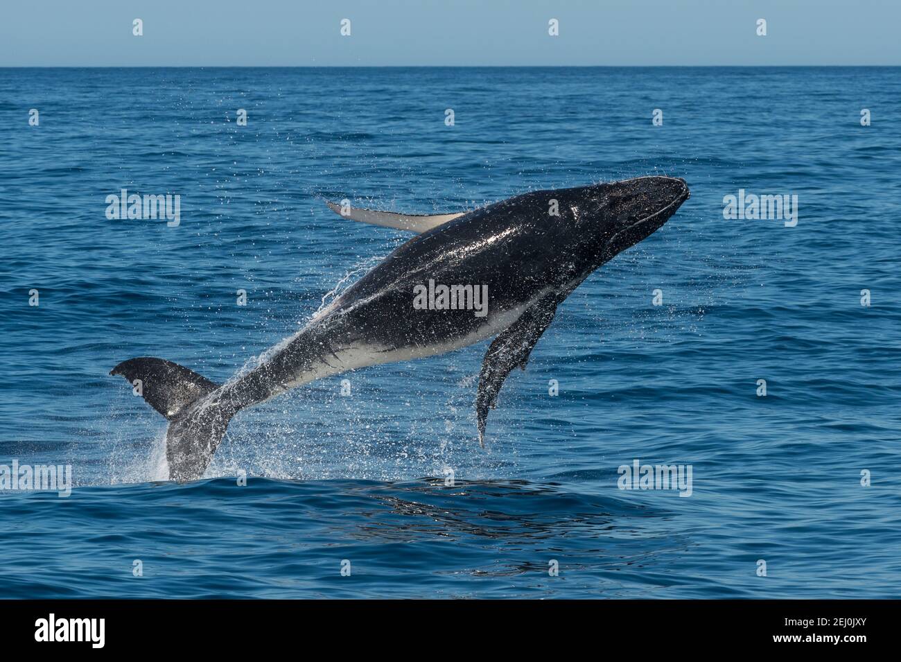 Buckelwale beobachten, Merimbula Bay, New South Wales, Australien. Stockfoto