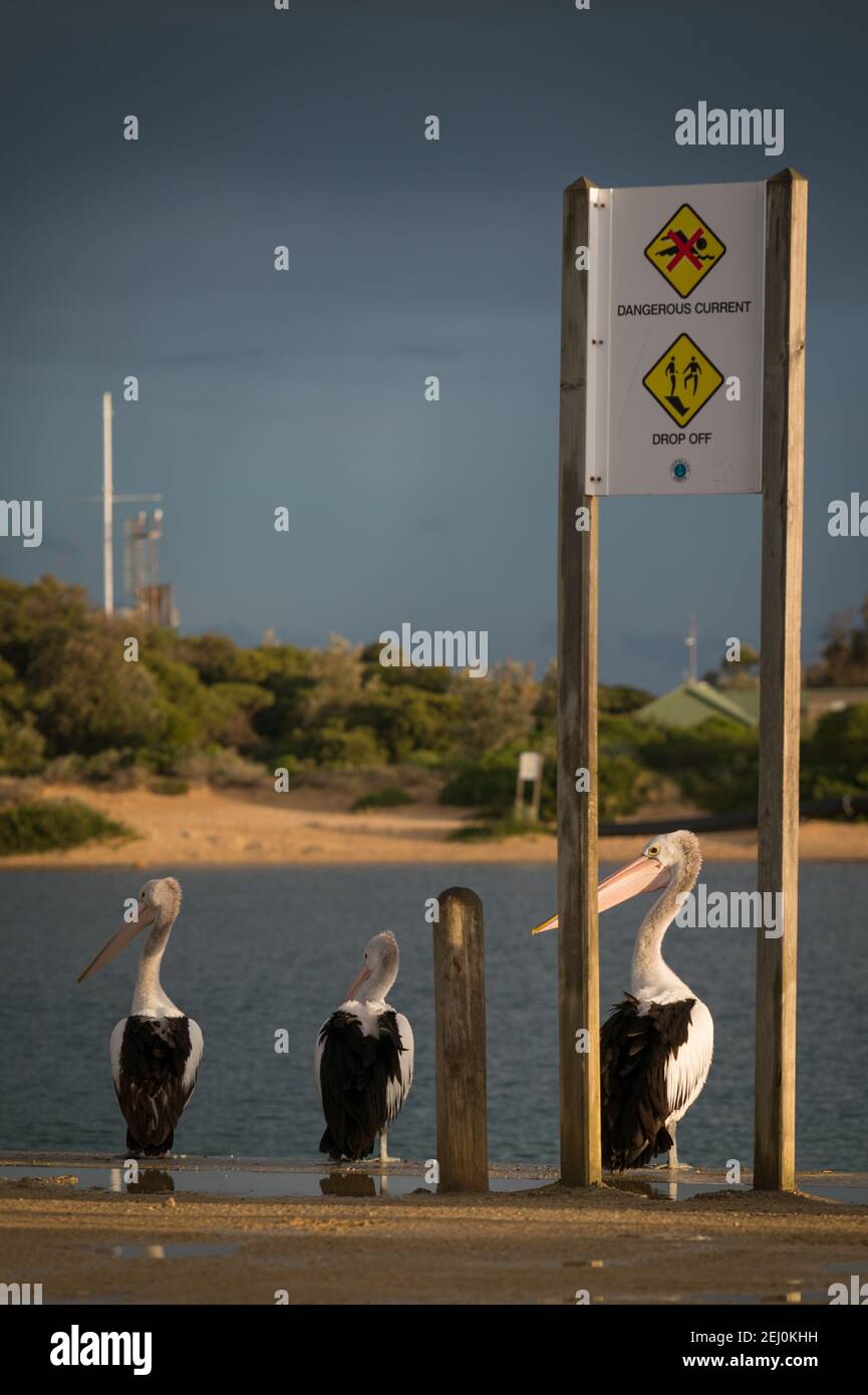 Australischer Pelikan (Pelecanus auffallillatus), Bullock Island, Lakes Entrance, Victoria, Australien. Stockfoto