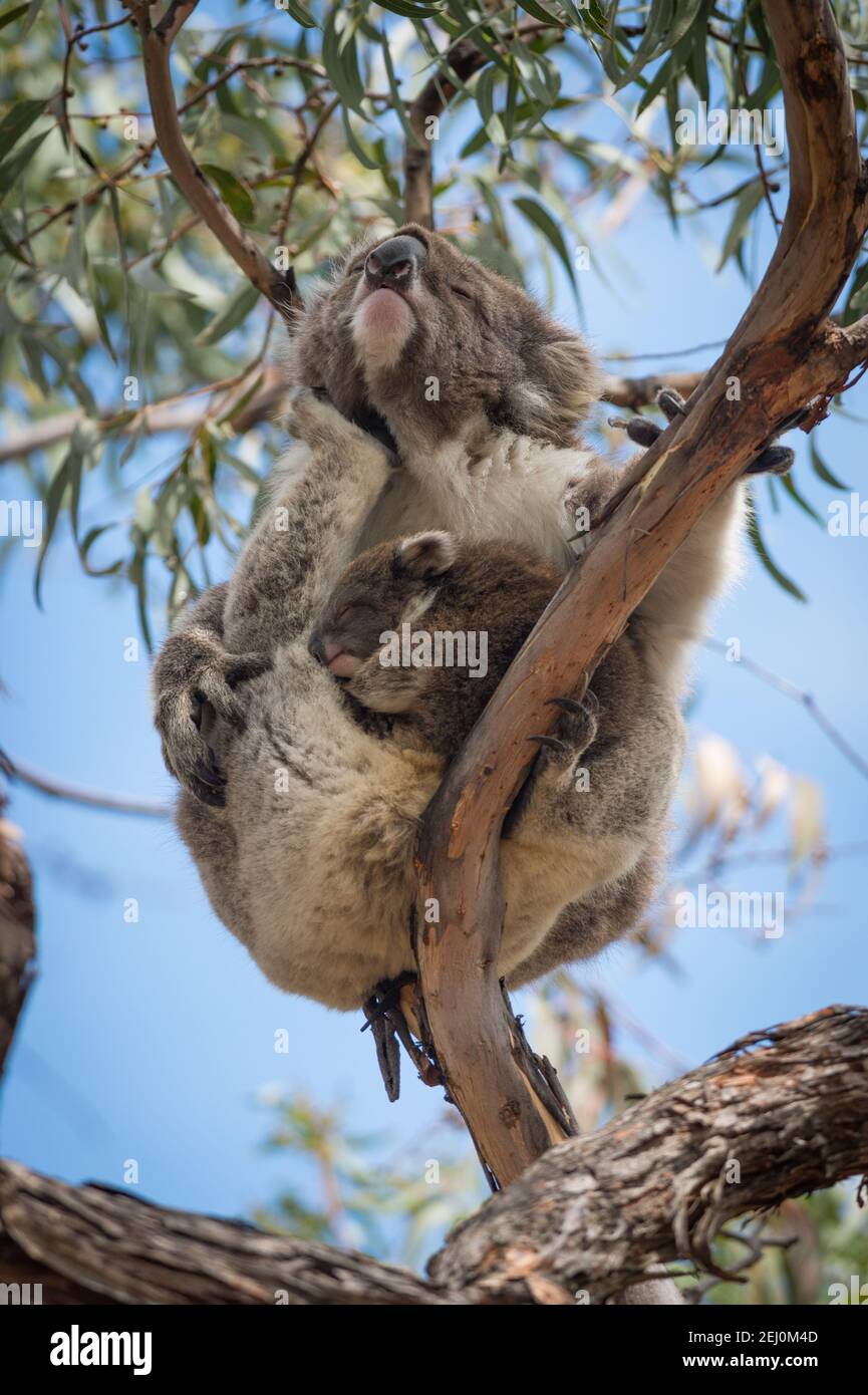 Koala (Phascolarctos cinereus), Raymond Island, Victoria, Australien