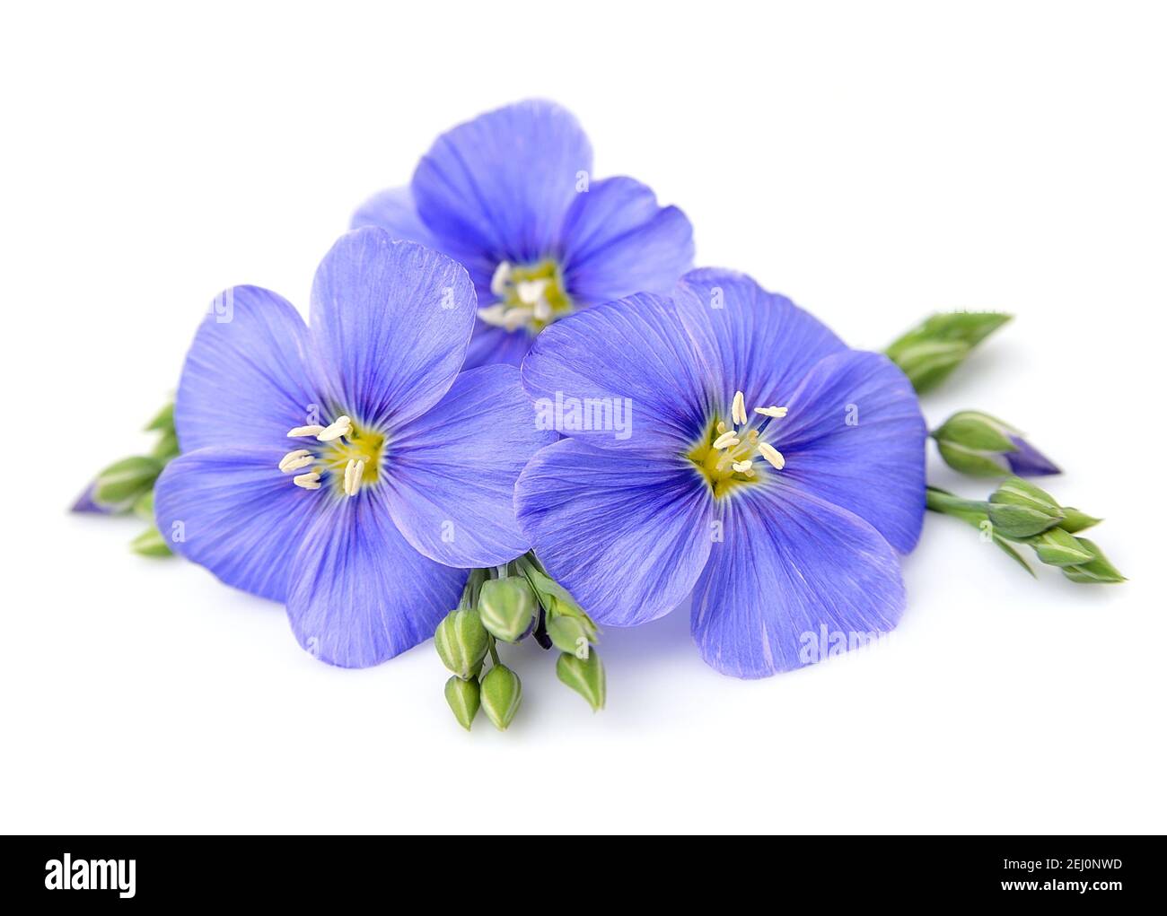 Flachs Blüten schließen auf weiß. Stockfoto