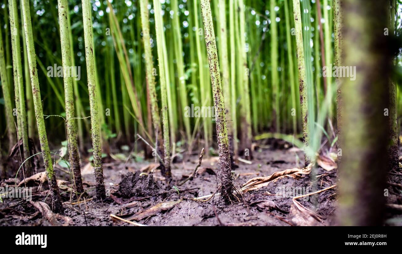 Es ist die qualitativ hochwertigste Jute in Bangladesch. Nahaufnahme auf hoher Ebene. Stockfoto