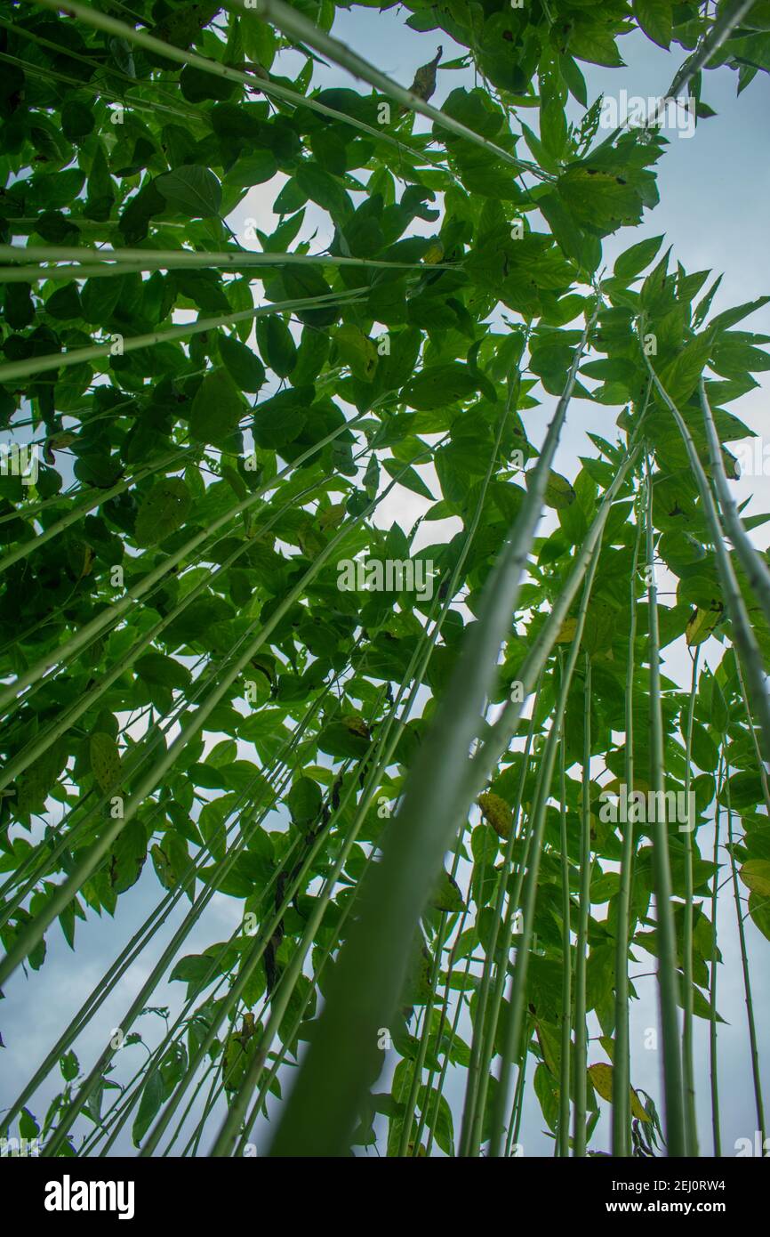 Riesige Jutefelder. Jute-Reihen. Als ob man versucht, den Himmel zu berühren. Jute Field von Bangladesch. In diesem Land wird Jute Goldfaser genannt. Stockfoto