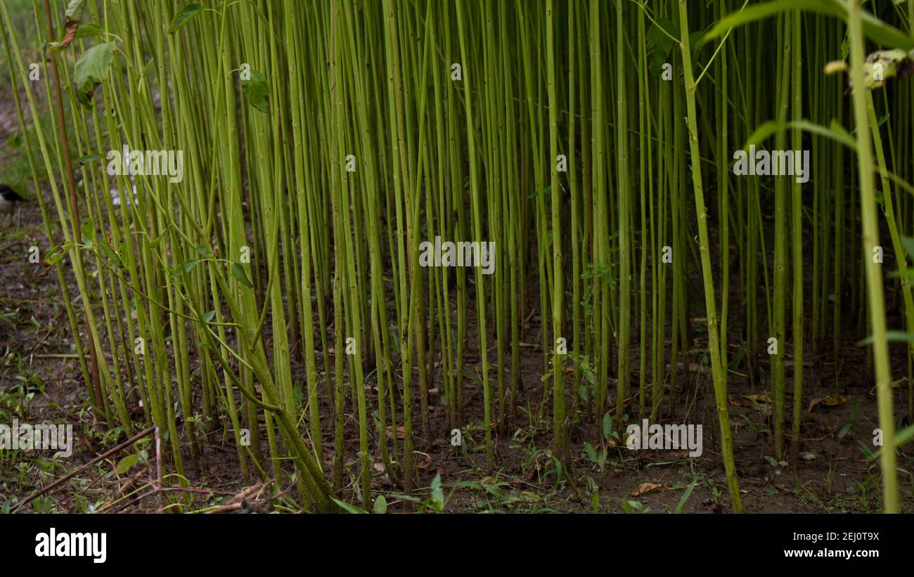 Bild eines riesigen grünen Jutefeldes. Ein Jutefeld in Bangladesch. Das Bild ist ein hochauflösendes Bild. Stockfoto