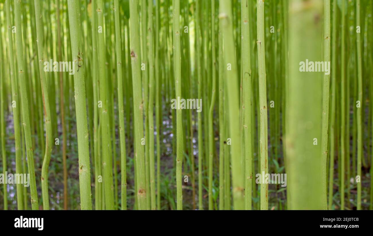 Jute Plants, Jute Land, Jute Stick. Grüne Jutefelder. Reihe nach Reihe von Jute sortiert. Dies ist die hochwertigste Jute in Bangladesch. Verwendbar als Textur Stockfoto