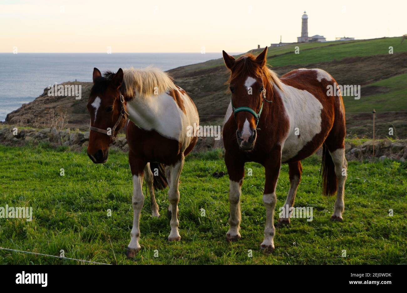 Zwei neugierige braune und weiße Pinto-Pferde im Gras Feld in der Nähe des Meeres mit dem Leuchtturm Faro in der Entfernung Santander Kantabrien Spanien Stockfoto