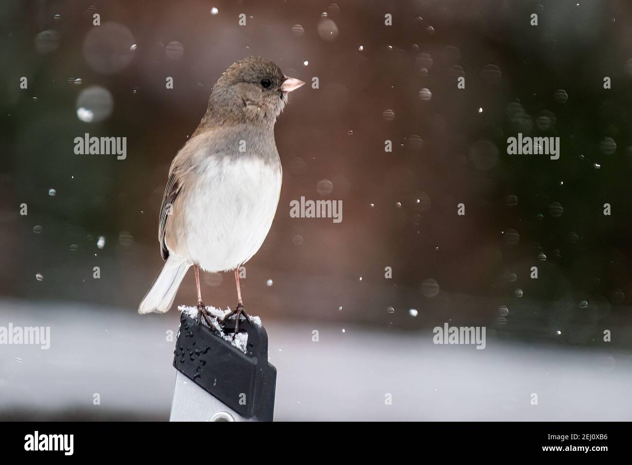 Weibliche dunkeläugige junco und Schneegestöber Stockfoto