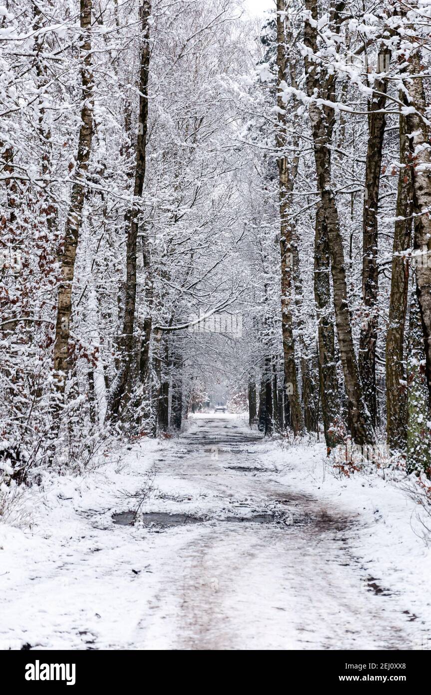Straße durch verschneiten stillen Wald Stockfoto
