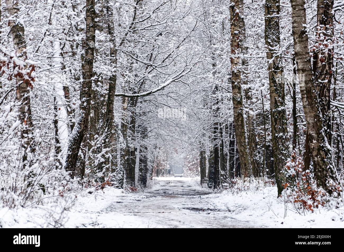 Straße durch verschneiten stillen Wald Stockfoto
