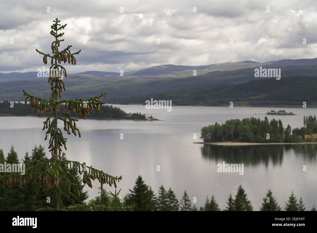 Norwegen, Norwegen; Seen und Hügel umgeben von Grün - eine typische Sommerlandschaft Mittelnorwegens. Eine typische Landschaft Mittelnorwegens. Stockfoto