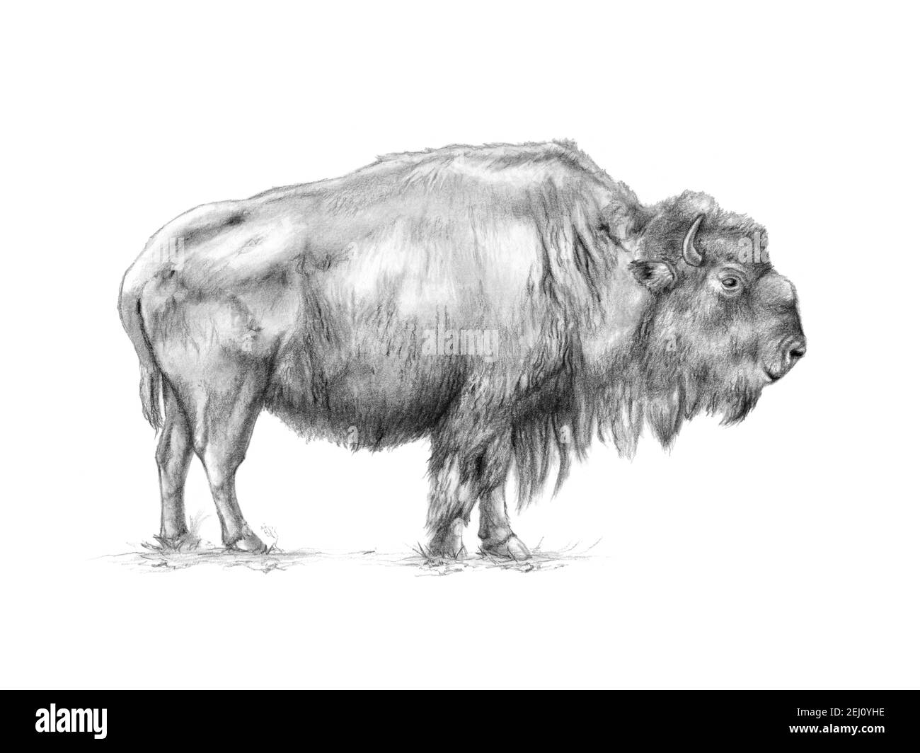 American Bison (Bison Bison) Graphit und Kohle Porträt. Traditionelle Illustration auf Papier. Stockfoto
