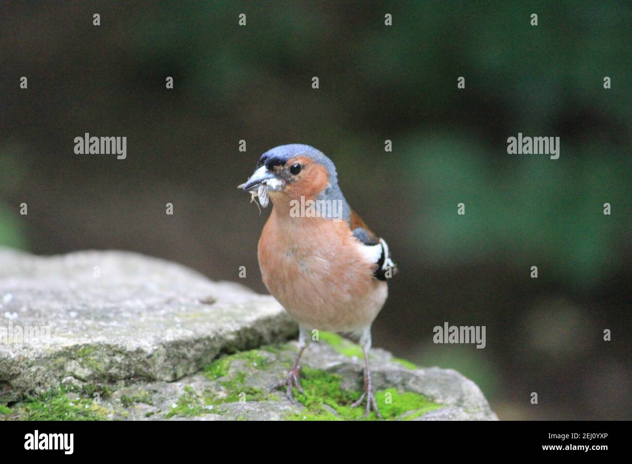 Ein schöner Vogel in der Natur. Nahaufnahme. Unscharfer Hintergrund. Stockfoto
