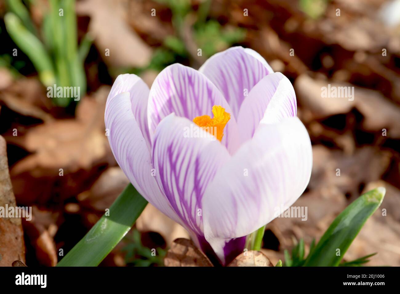 Crocus vernus ‘Pickwick’ Pickwick-Krokus – weiße Blüten mit violetten Adern, Februar, England, Großbritannien Stockfoto