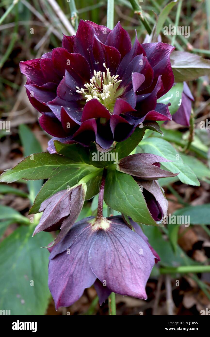 Helleborus x hybridus Harftington Double Chocolate Hellebore Double Chocolate – dunkelviolett-rote Doppelblüten, Februar, England, UK Stockfoto